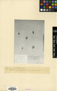 Type specimen at Edinburgh (E). Grossheim, Alexander: . Barcode: E00327980.