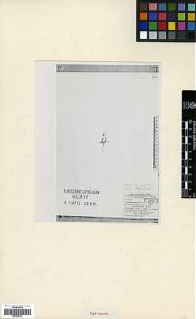 Type specimen at Edinburgh (E). Samuelsson, Gunnar: 4257. Barcode: E00327981.