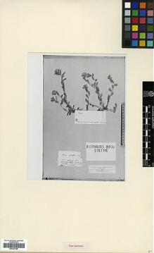 Type specimen at Edinburgh (E). : . Barcode: E00327985.