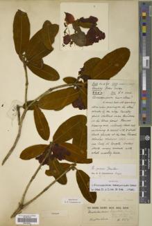 Type specimen at Edinburgh (E). Kingdon-Ward, Francis: 8254. Barcode: E00328524.