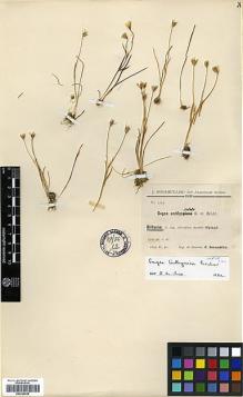 Type specimen at Edinburgh (E). Bornmüller, Joseph: 5594. Barcode: E00329030.