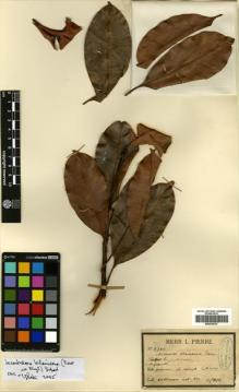 Type specimen at Edinburgh (E). Klaine, Théophile-Joseph: 408. Barcode: E00330727.