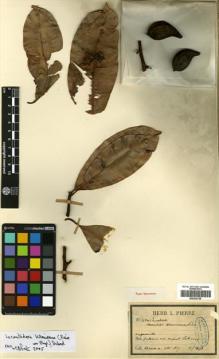 Type specimen at Edinburgh (E). Klaine, Théophile-Joseph: 408. Barcode: E00330728.