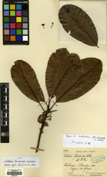 Type specimen at Edinburgh (E). Le Testu, George: 1890. Barcode: E00330730.