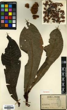 Type specimen at Edinburgh (E). Klaine, Théophile-Joseph: 436. Barcode: E00330754.