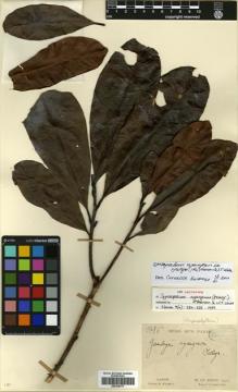 Type specimen at Edinburgh (E). Le Testu, George: 1786. Barcode: E00330777.