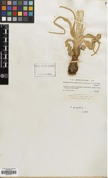 Type specimen at Edinburgh (E). Blanche, Charles: 42. Barcode: E00332975.
