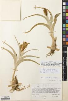 Type specimen at Edinburgh (E). Hedge, Ian; Wendelbo, Per: W2842A. Barcode: E00333122.
