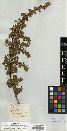 Type specimen at Edinburgh (E). Gillies, John: . Barcode: E00334528.