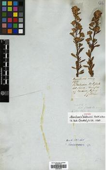 Type specimen at Edinburgh (E). Gillies, John: 169. Barcode: E00334575.