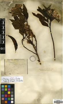 Type specimen at Edinburgh (E). Lorentz, Paul; Hieronymus, Georg: 537. Barcode: E00334591.