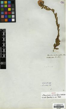 Type specimen at Edinburgh (E). Tweedie, John: . Barcode: E00334592.