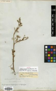 Type specimen at Edinburgh (E). Cuming, Hugh: 250. Barcode: E00334885.