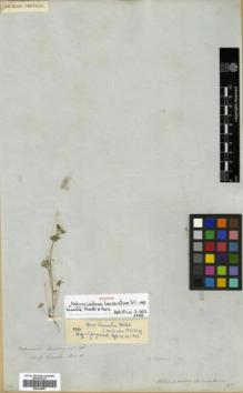 Type specimen at Edinburgh (E). Cuming, Hugh: 588. Barcode: E00334887.