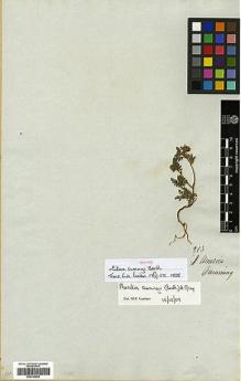 Type specimen at Edinburgh (E). Cuming, Hugh: 313. Barcode: E00335062.