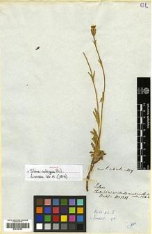 Type specimen at Edinburgh (E). Bridges, Thomas: 1201. Barcode: E00335165.