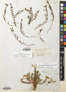 Type specimen at Edinburgh (E). Cuming, Hugh: 689. Barcode: E00335297.