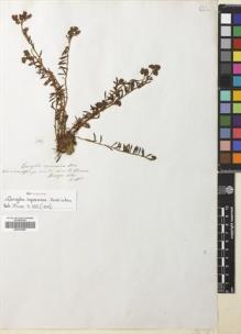 Type specimen at Edinburgh (E). Bridges, Thomas: 158. Barcode: E00335299.
