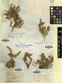 Type specimen at Edinburgh (E). Gillies, John: . Barcode: E00335309.