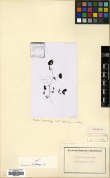 Type specimen at Edinburgh (E). Willdenow, Carl Ludwig von: 14240. Barcode: E00339183.