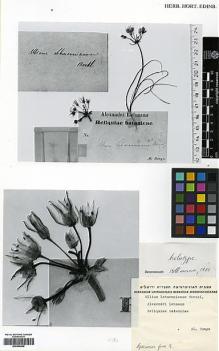 Type specimen at Edinburgh (E). Bunge, A.: . Barcode: E00344048.