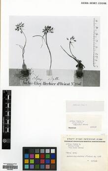 Type specimen at Edinburgh (E). Aucher-Eloy, Pierre: 2206. Barcode: E00344663.