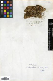 Type specimen at Edinburgh (E). Hooker, Joseph: . Barcode: E00346001.
