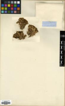 Type specimen at Edinburgh (E). Hooker, Joseph: . Barcode: E00346002.