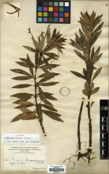 Type specimen at Edinburgh (E). Heller, Amos: 2826. Barcode: E00346014.
