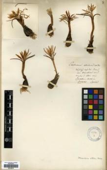 Type specimen at Edinburgh (E). Spruner, Wilhelm von: . Barcode: E00346018.