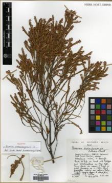 Type specimen at Edinburgh (E). Hilliard, Olive; Burtt, Brian: 18570. Barcode: E00346022.