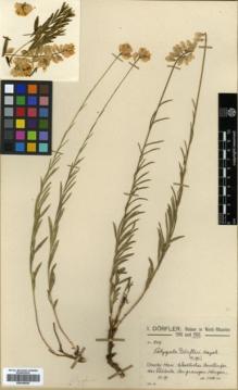 Type specimen at Edinburgh (E). Dörfler, Ignaz: 849. Barcode: E00346026.