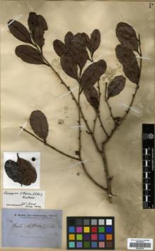 Type specimen at Edinburgh (E). Brown, Robert: S.N.. Barcode: E00346036.