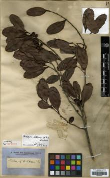 Type specimen at Edinburgh (E). Brown, Robert: S.N.. Barcode: E00346037.