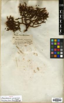 Type specimen at Edinburgh (E). Fendler, August: 281. Barcode: E00346041.