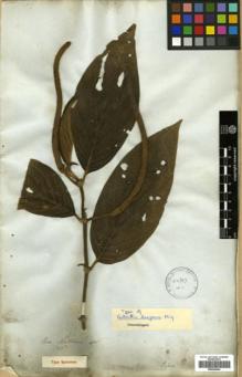 Type specimen at Edinburgh (E). Mathews, Andrew: 1716. Barcode: E00346044.