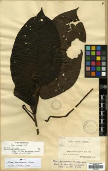 Type specimen at Edinburgh (E). Rusby, Henry: 2174. Barcode: E00346045.
