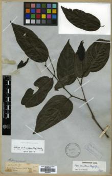 Type specimen at Edinburgh (E). Spruce, Richard: ARTANTHE (7). Barcode: E00346047.
