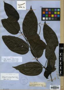 Type specimen at Edinburgh (E). Spruce, Richard: ARTANTHE (7). Barcode: E00346048.