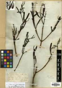Type specimen at Edinburgh (E). Gillies, John: . Barcode: E00346052.