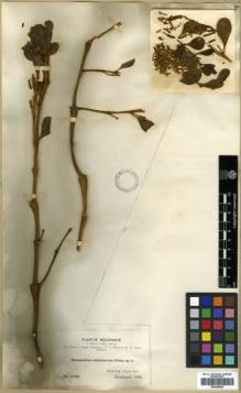 Type specimen at Edinburgh (E). Bang, Miguel: 1549. Barcode: E00346053.