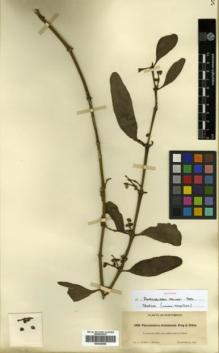 Type specimen at Edinburgh (E). Heller, Amos: 6188. Barcode: E00346059.