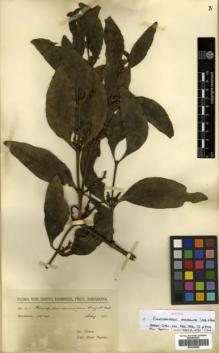 Type specimen at Edinburgh (E). Fuertes, Miguel: 275. Barcode: E00346060.