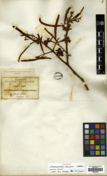 Type specimen at Edinburgh (E). Pringle, Cyrus: 1854. Barcode: E00346065.
