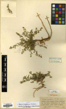 Type specimen at Edinburgh (E). Davis, Peter; Dodds, J.: 18662. Barcode: E00346070.