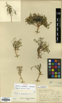 Type specimen at Edinburgh (E). Davis, Peter; Polunin, Oleg: 22878. Barcode: E00346071.