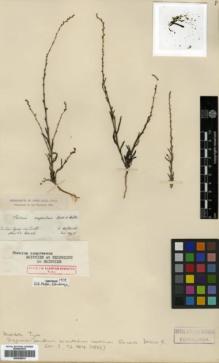 Type specimen at Edinburgh (E). Von Heldreich, Theodor: . Barcode: E00346074.