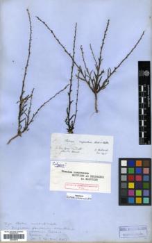 Type specimen at Edinburgh (E). Von Heldreich, Theodor: . Barcode: E00346075.