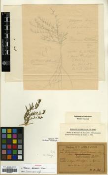 Type specimen at Edinburgh (E). Aznavour, Georges: B48. Barcode: E00346076.