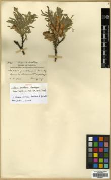 Type specimen at Edinburgh (E). Purpus, Carl: 3863. Barcode: E00346077.